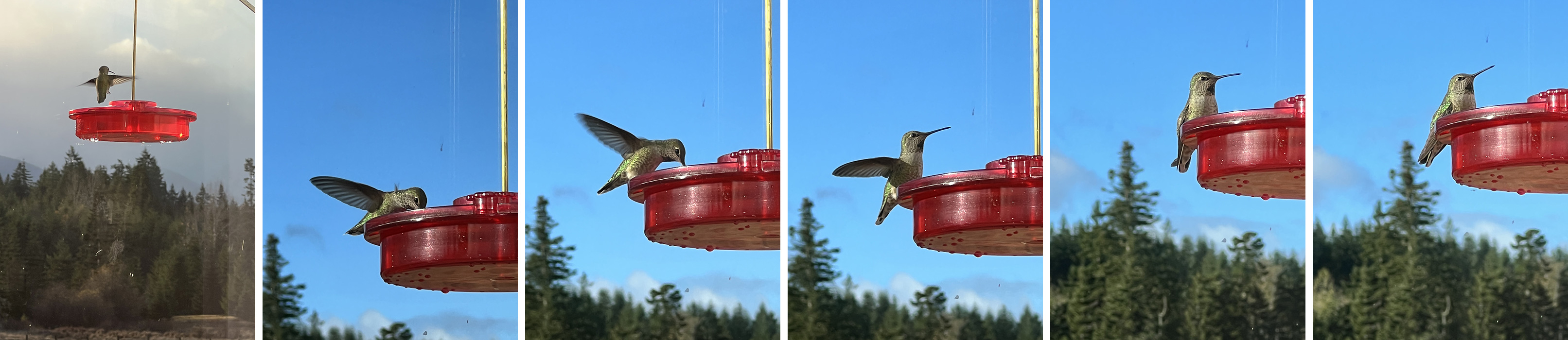 Hummingbirds