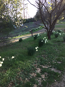 Paperwhites