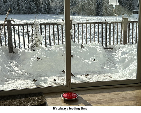 Sequim feeding time