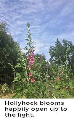 Hollyhock