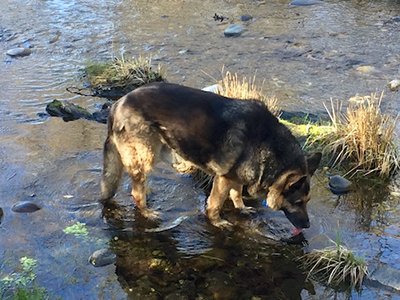 Pace in the creek at the Monastery