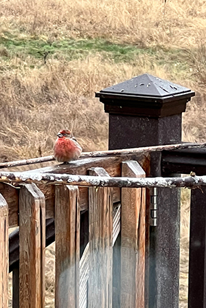 Bird