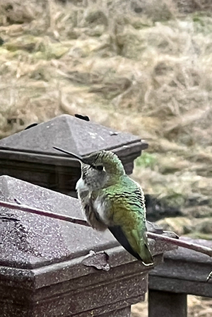Bird