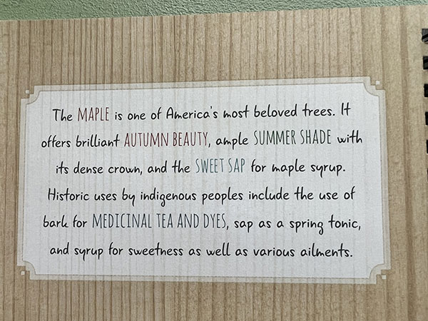 Maple trees