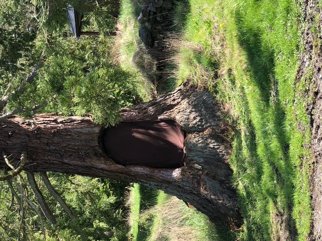 Tree Covered